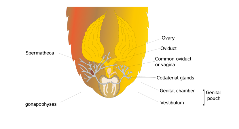 Reproductive System of Cockroach